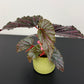 Begonia Angel Wings 1