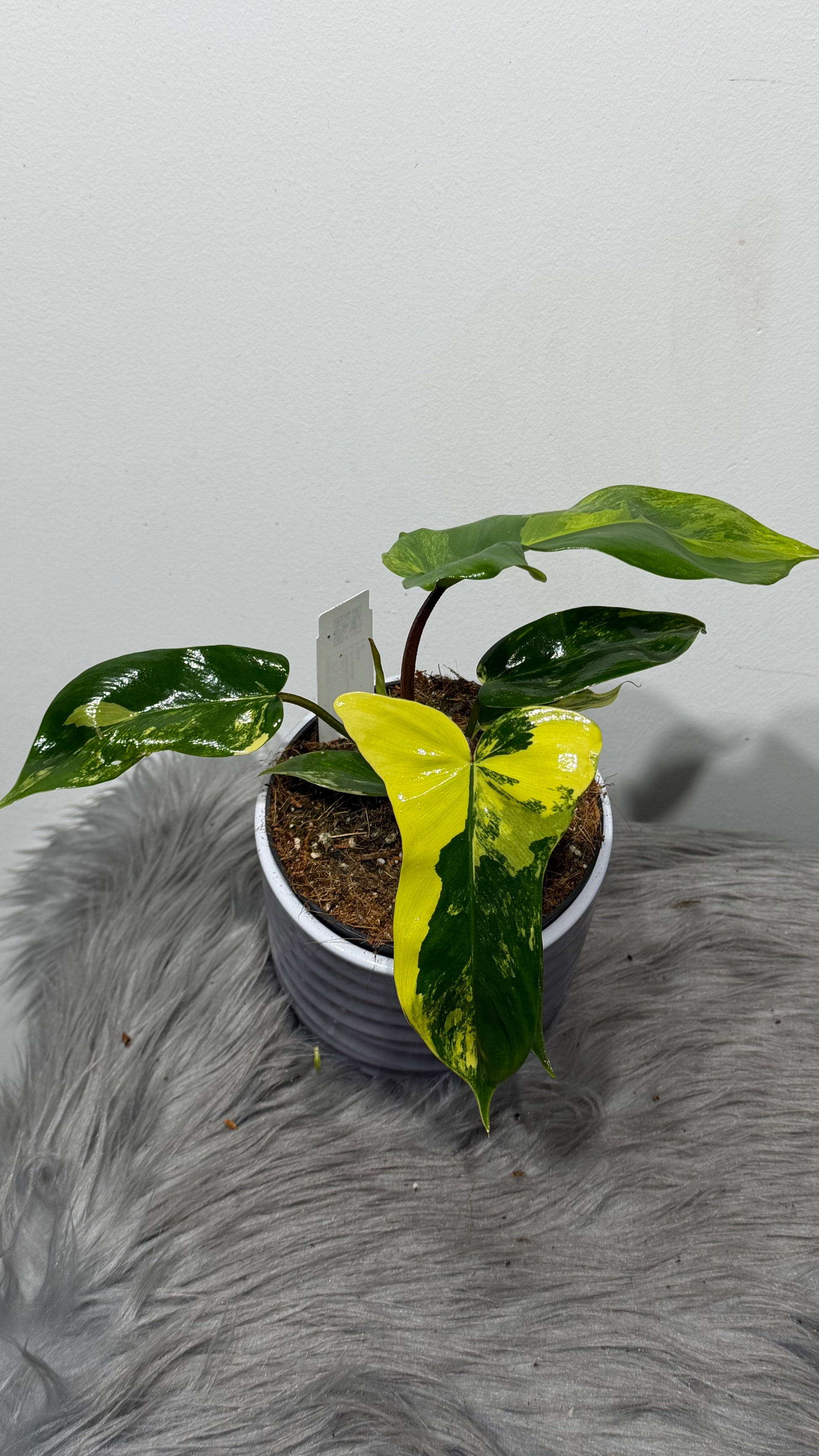 Philodendron FLORIDA Beauty  www.augi-plants.lv
