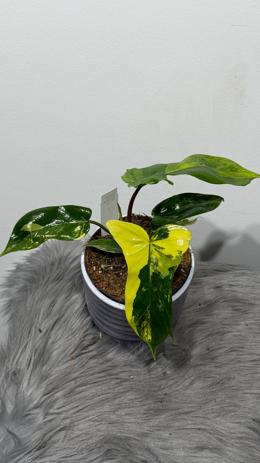 Philodendron FLORIDA Beauty