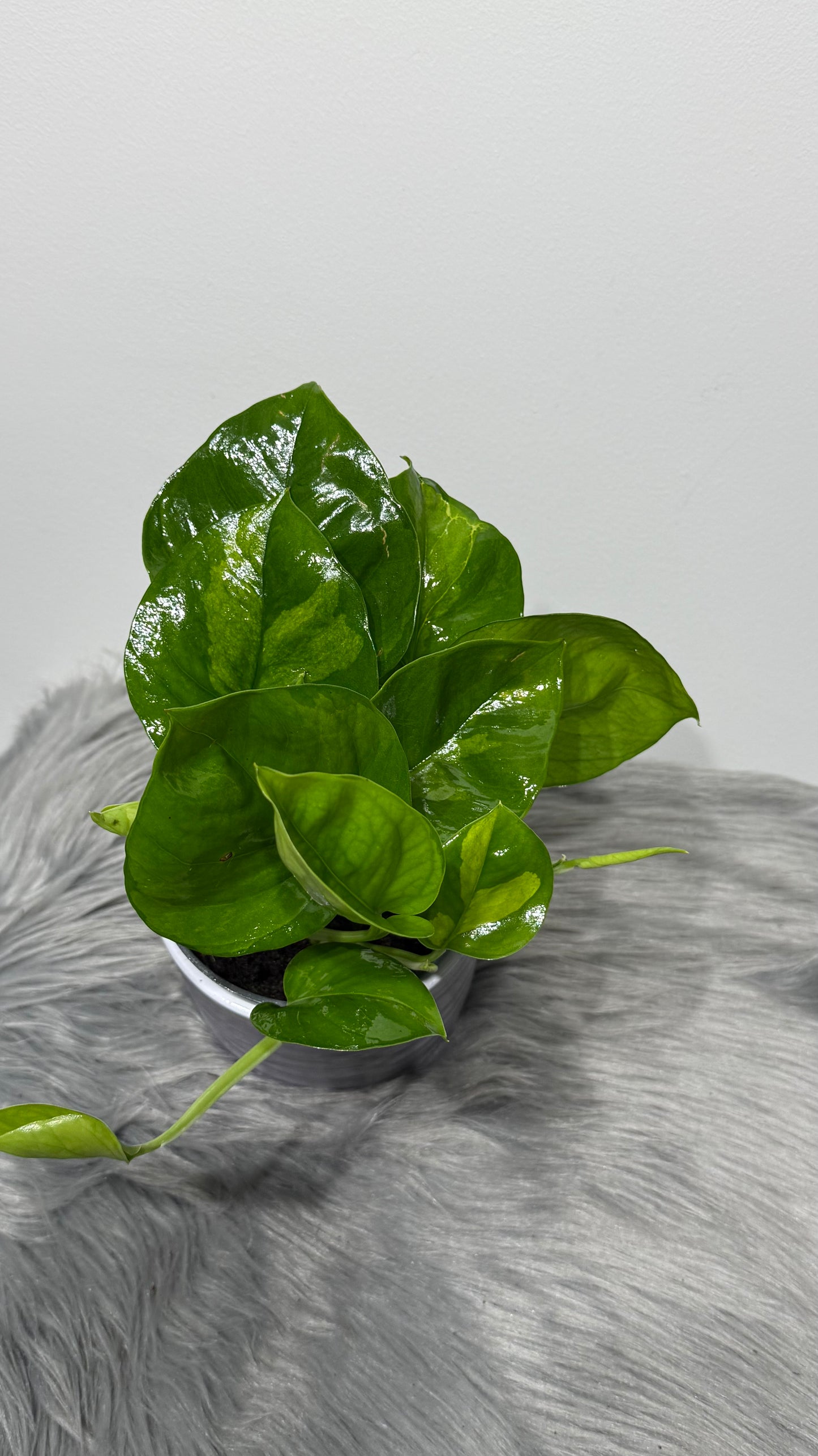 Epipremnum Global Green