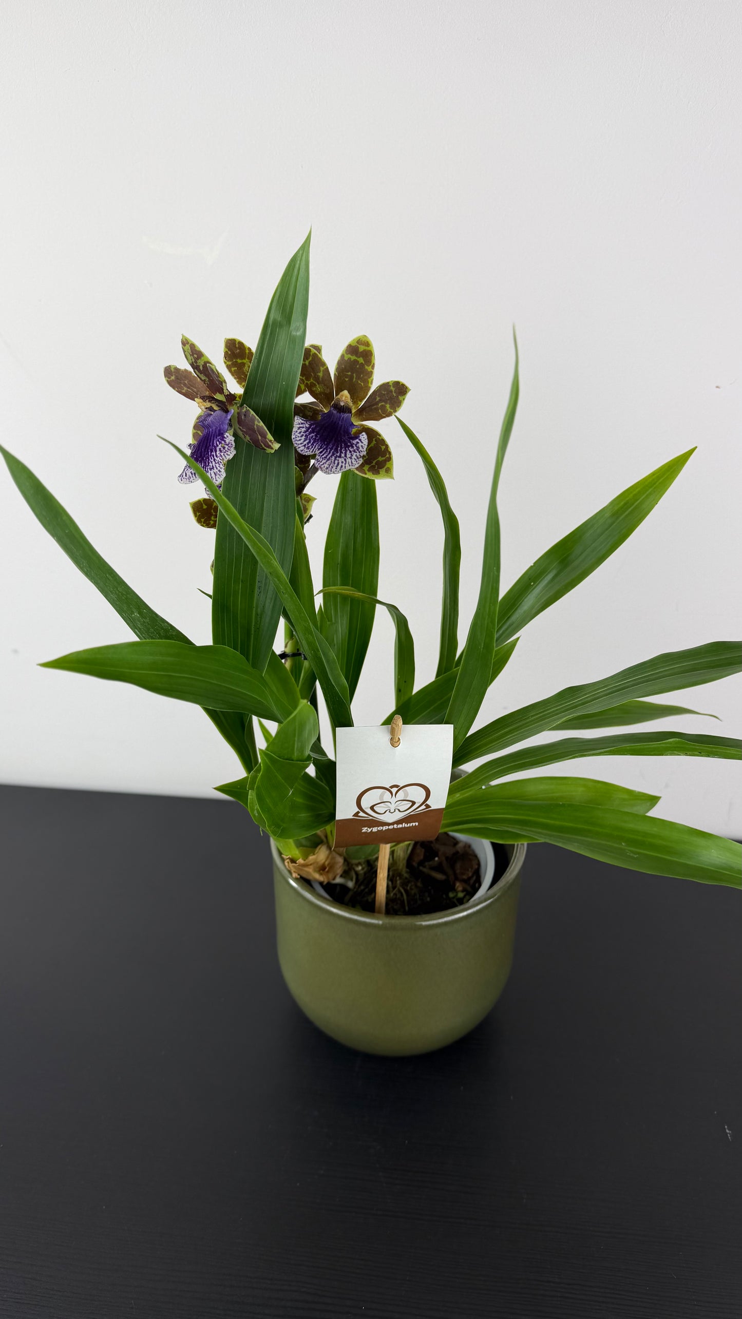 Zygopetalum Louisendorf 3