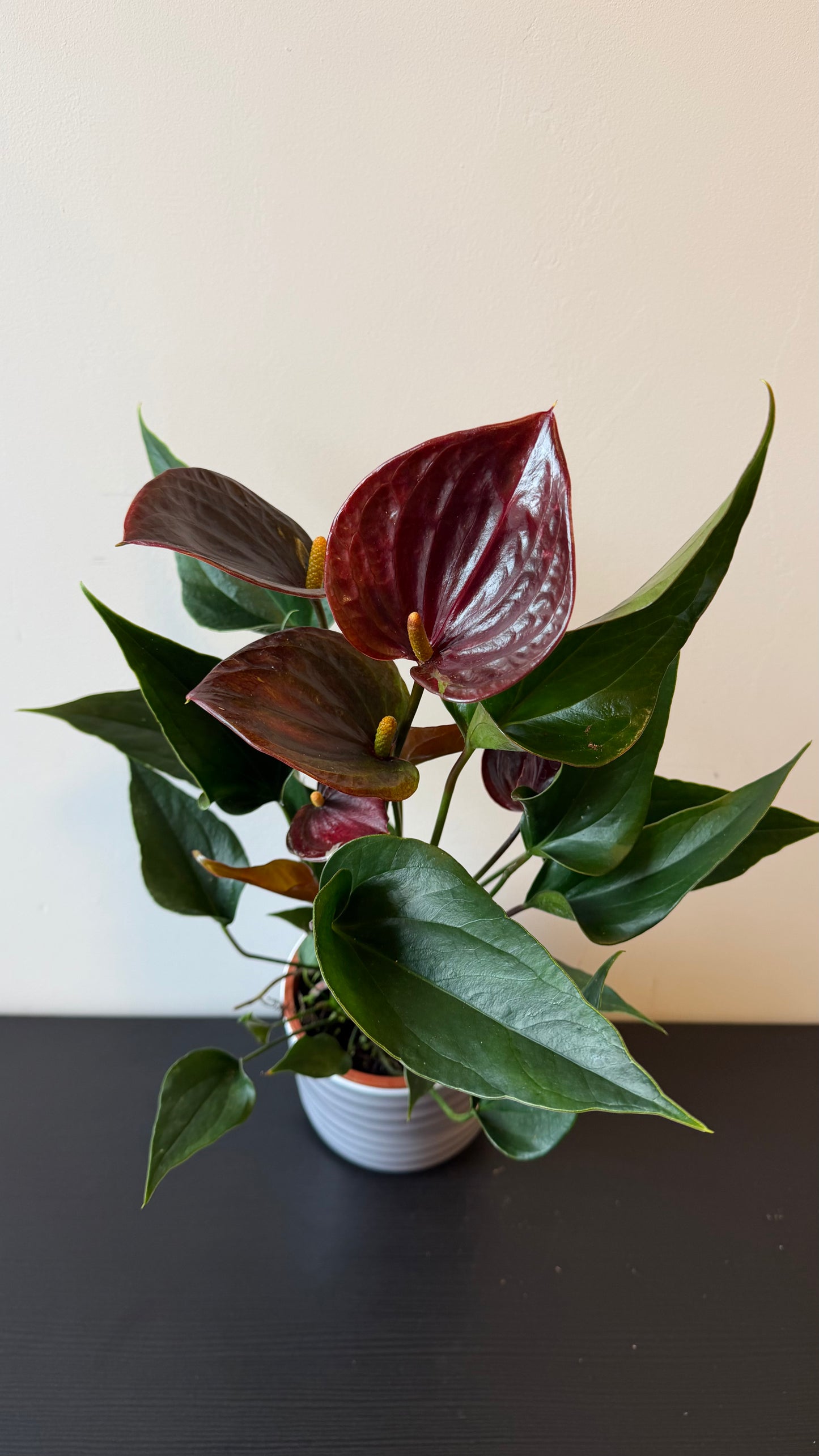 chocolate anthurium plant Anthurium Chocolate – www.augi-plants.lv