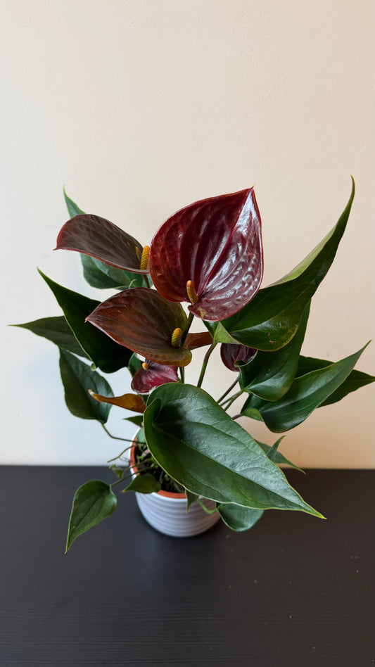 Anthurium Chocolate