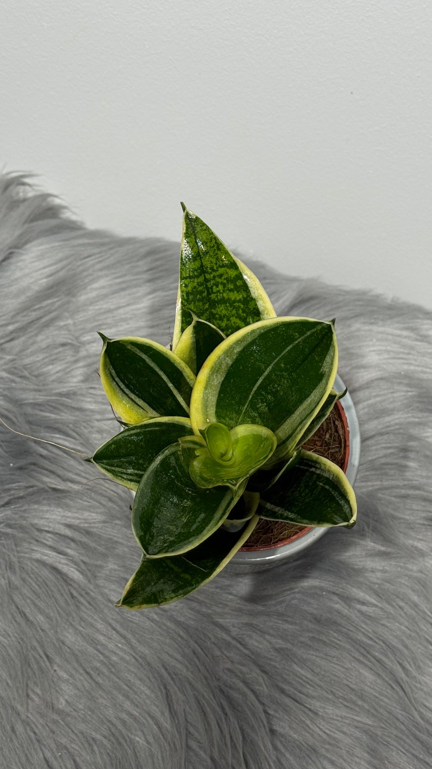 Sansevieria Golden Hahnii