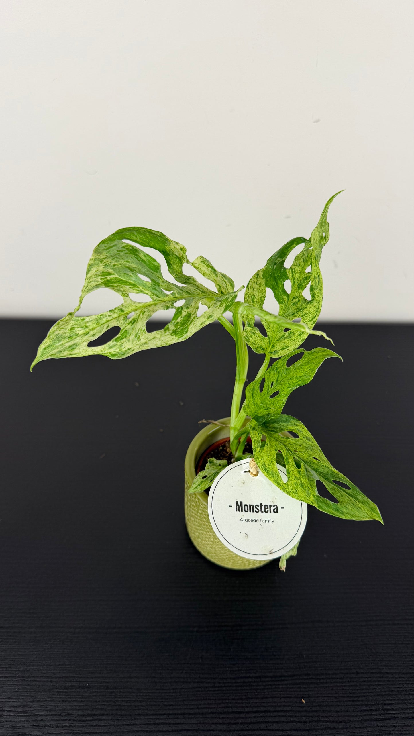 Monstera Frozen Fleckles