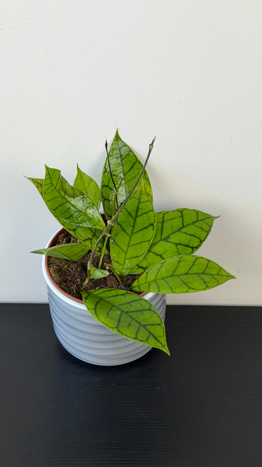 Hoya Callistophylla