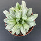 Haworthia Cymbiformis White