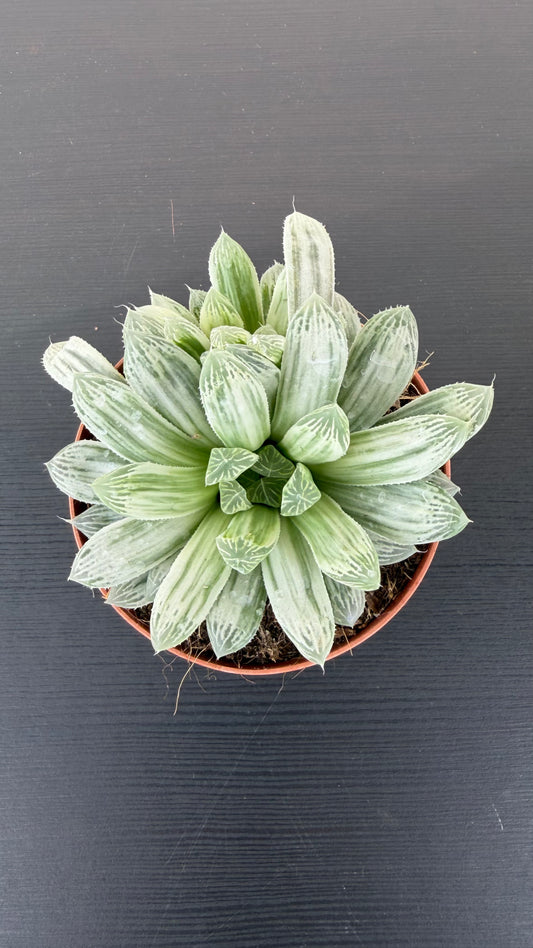 Haworthia Cymbiformis White
