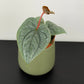 Anthurium Luxurians