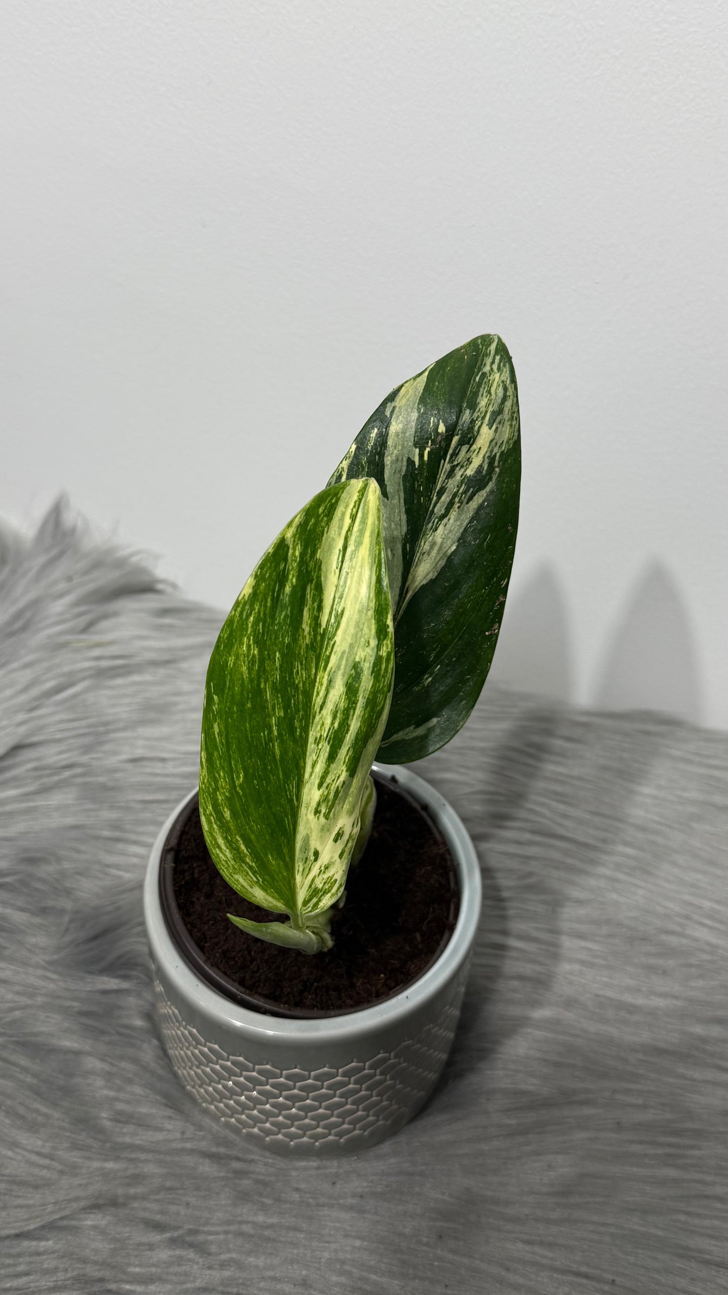 Monstera standleyana variegata
