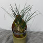 Albuca humilis