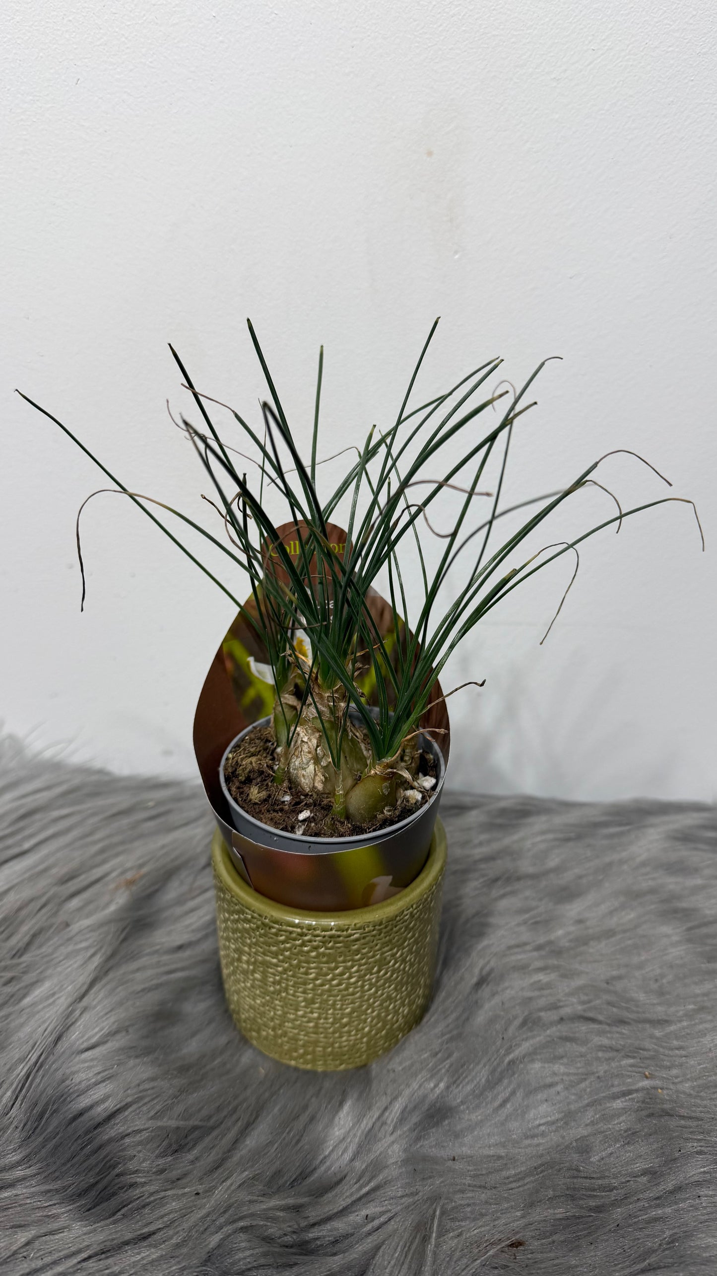 Albuca humilis