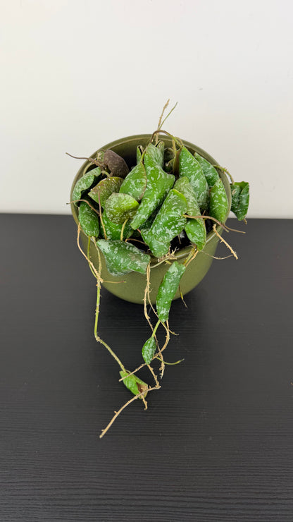 Hoya imbricata