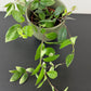 Aeschynanthus Variegatus/ Lipstick plant