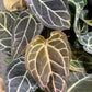 Anthurium crystallinum