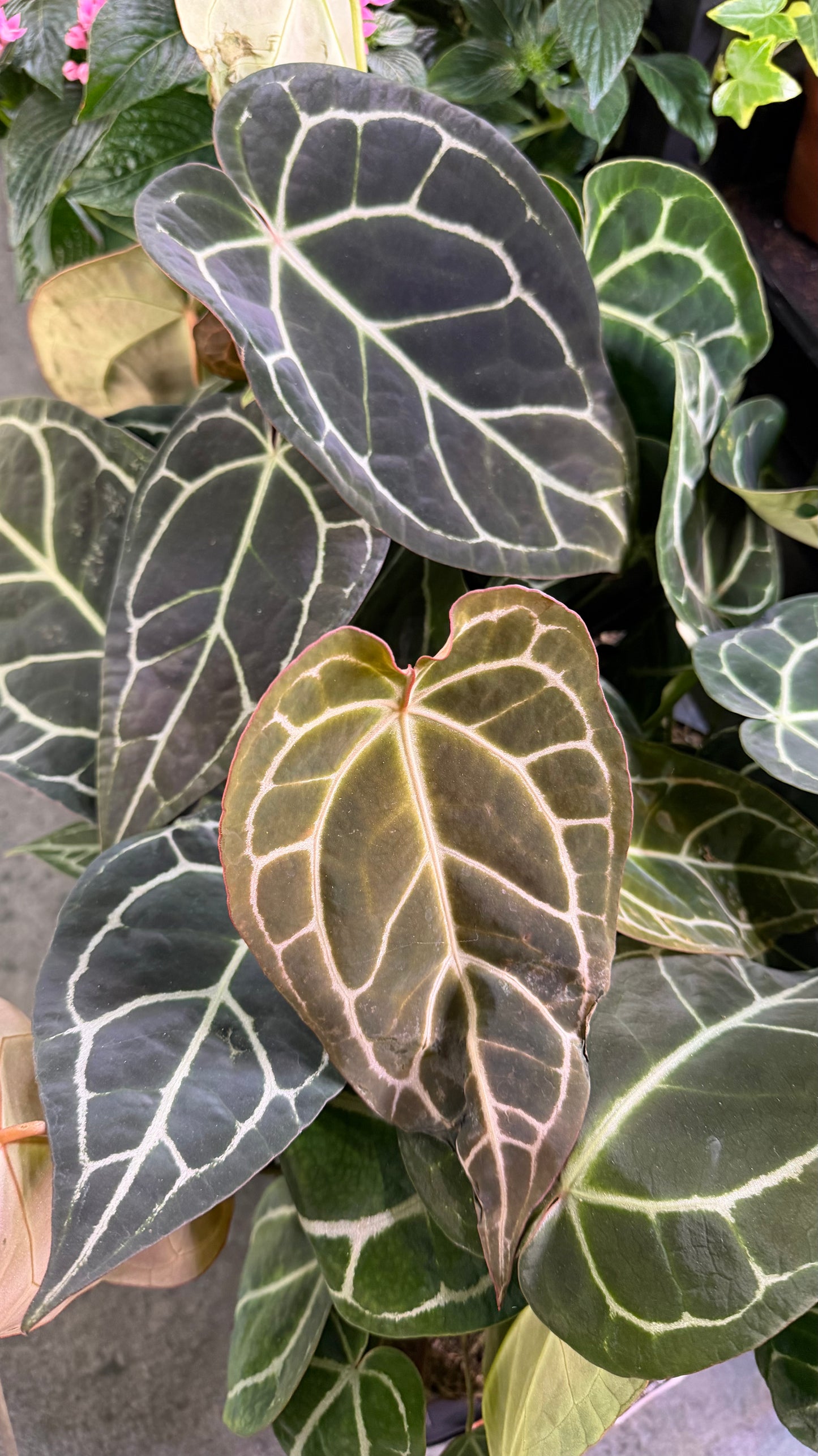 Anthurium crystallinum