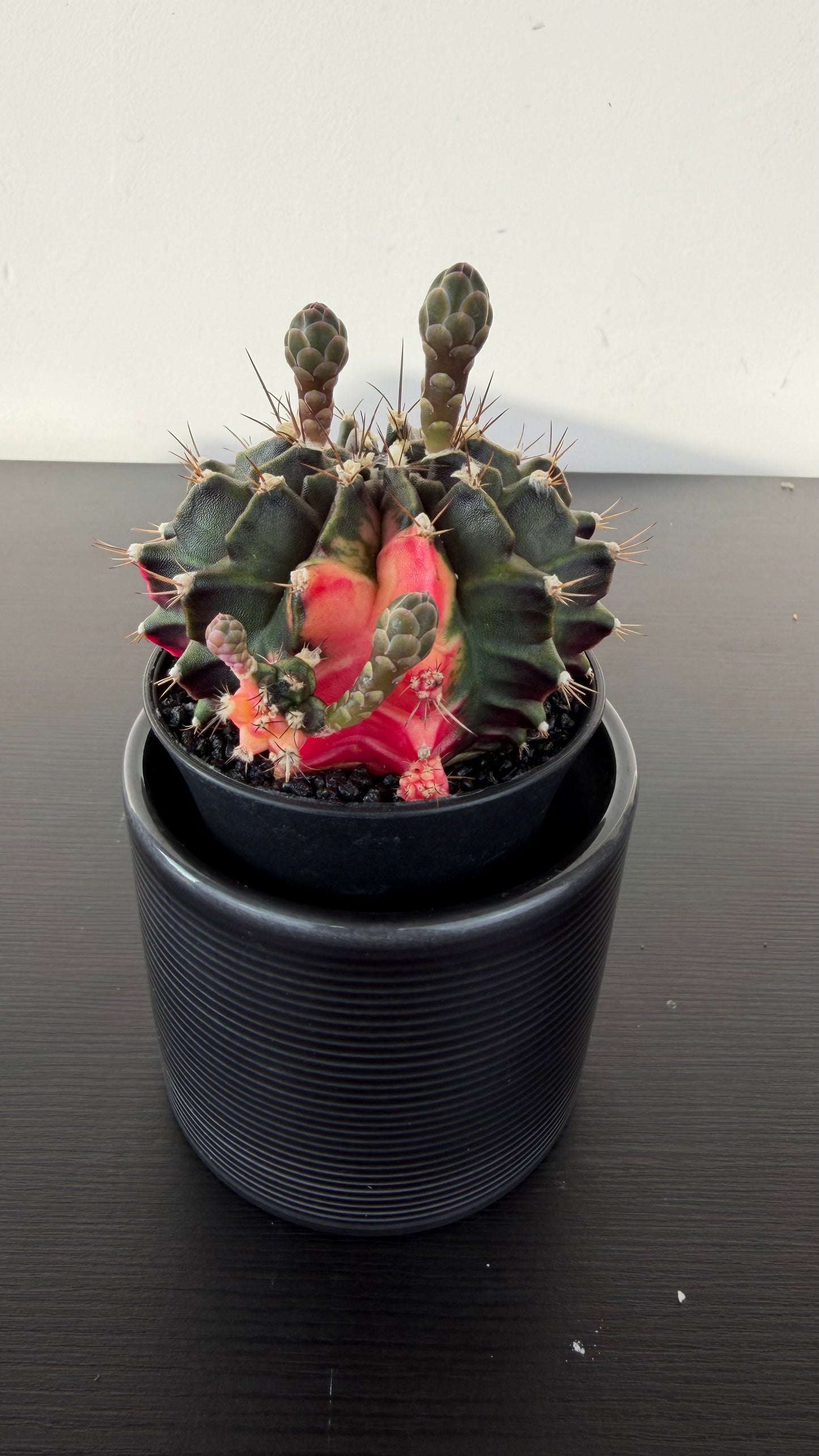 Gymnocalycium mihanovichii variegata