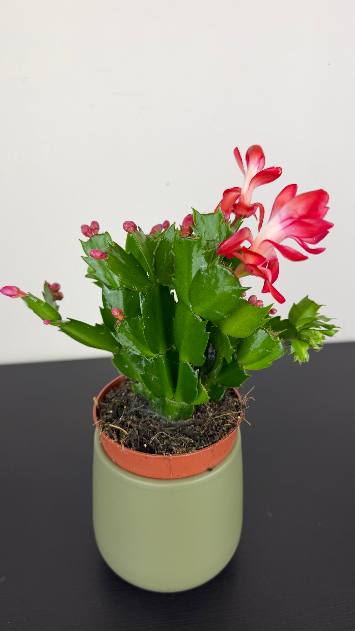 Schlumbergera Red