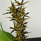 Brassia Summer Dream