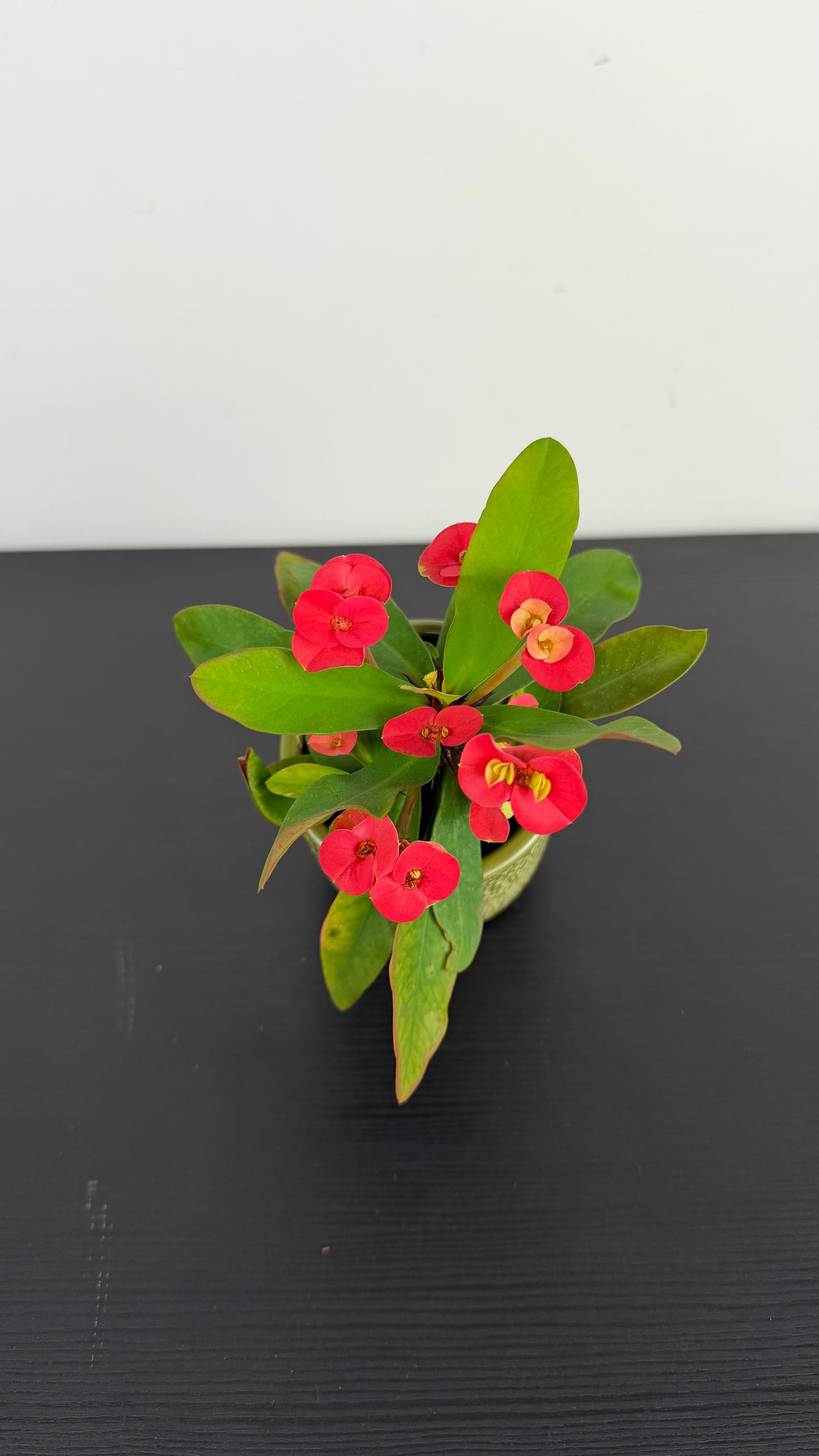 Euphorbia Milii Red