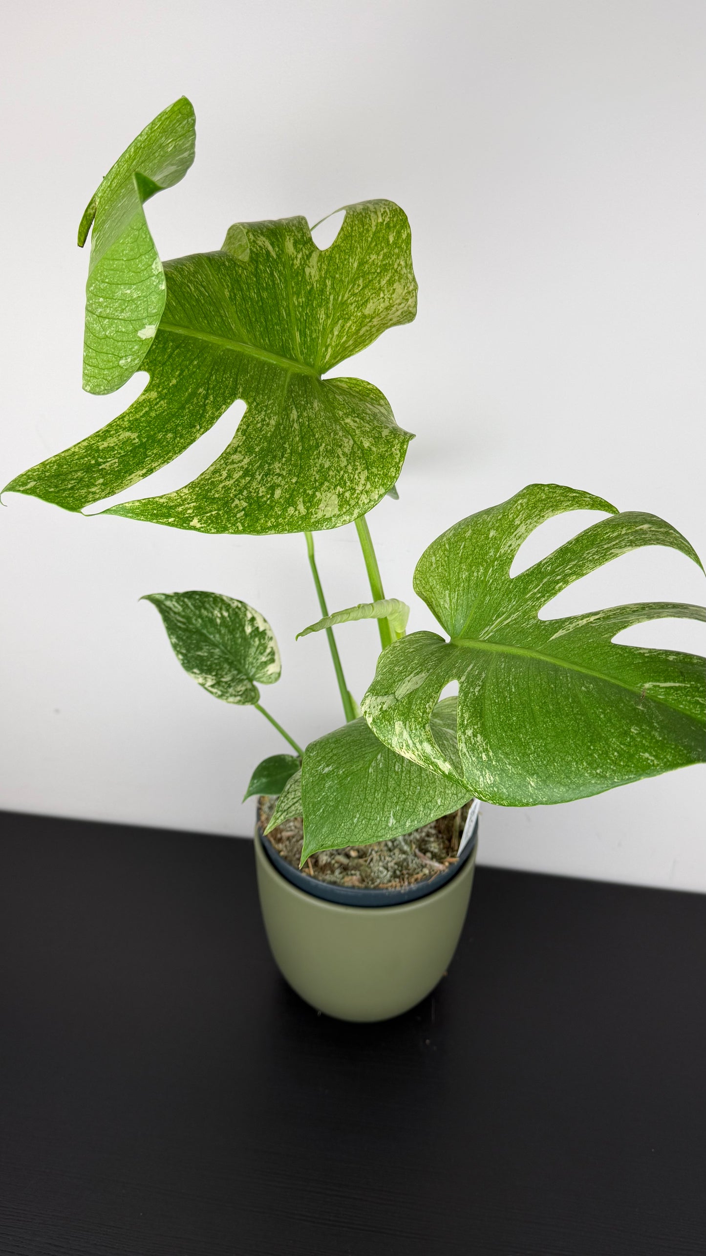 Monstera Mint
