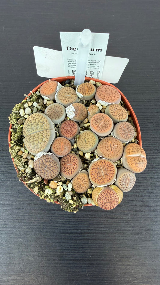 Lithops 2