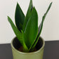 Sansevieria 'Black Diamond'