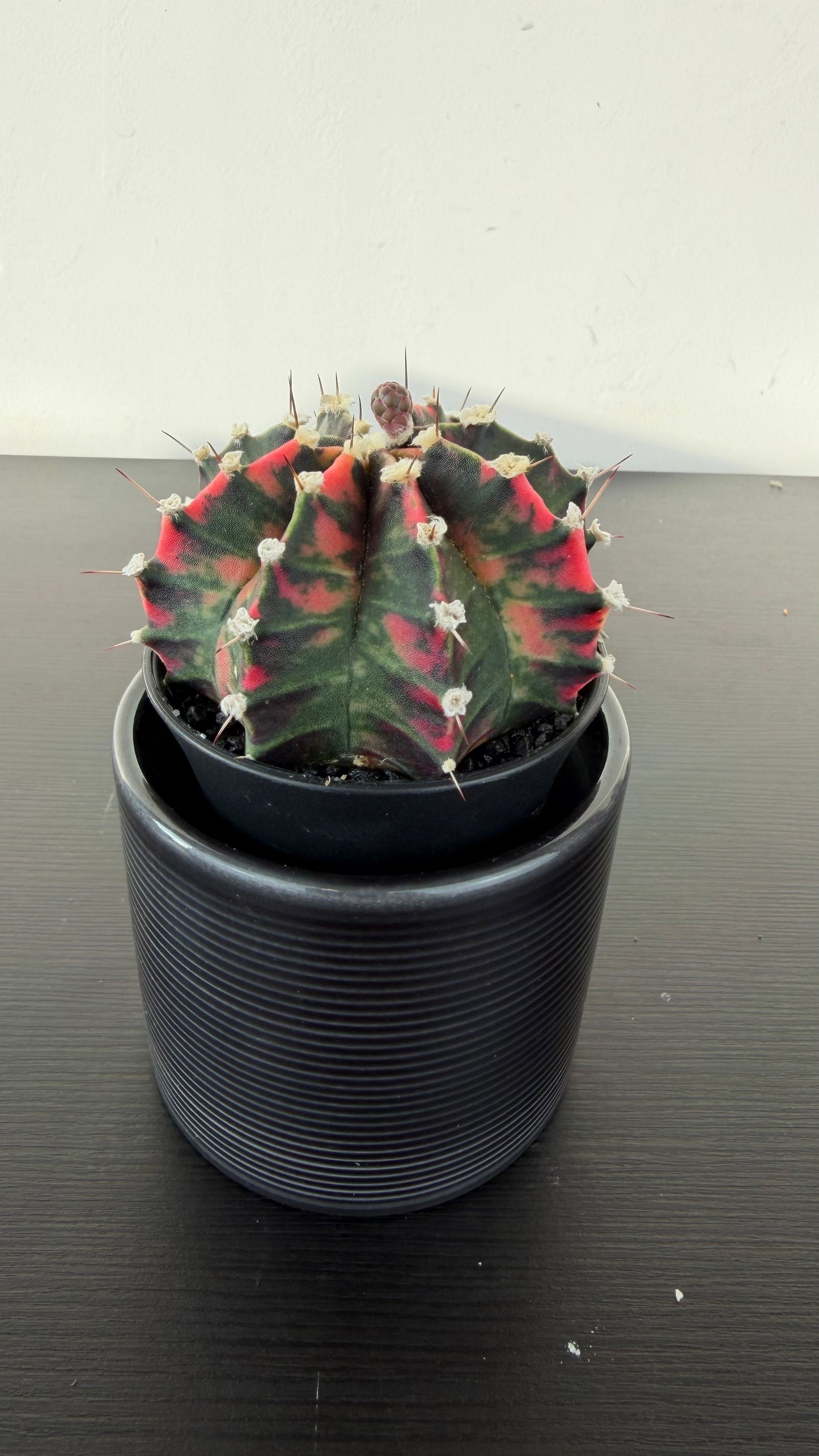 Gymnocalycium mihanovichii variegata
