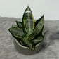 Sansevieria Hahnii Silver Zebra