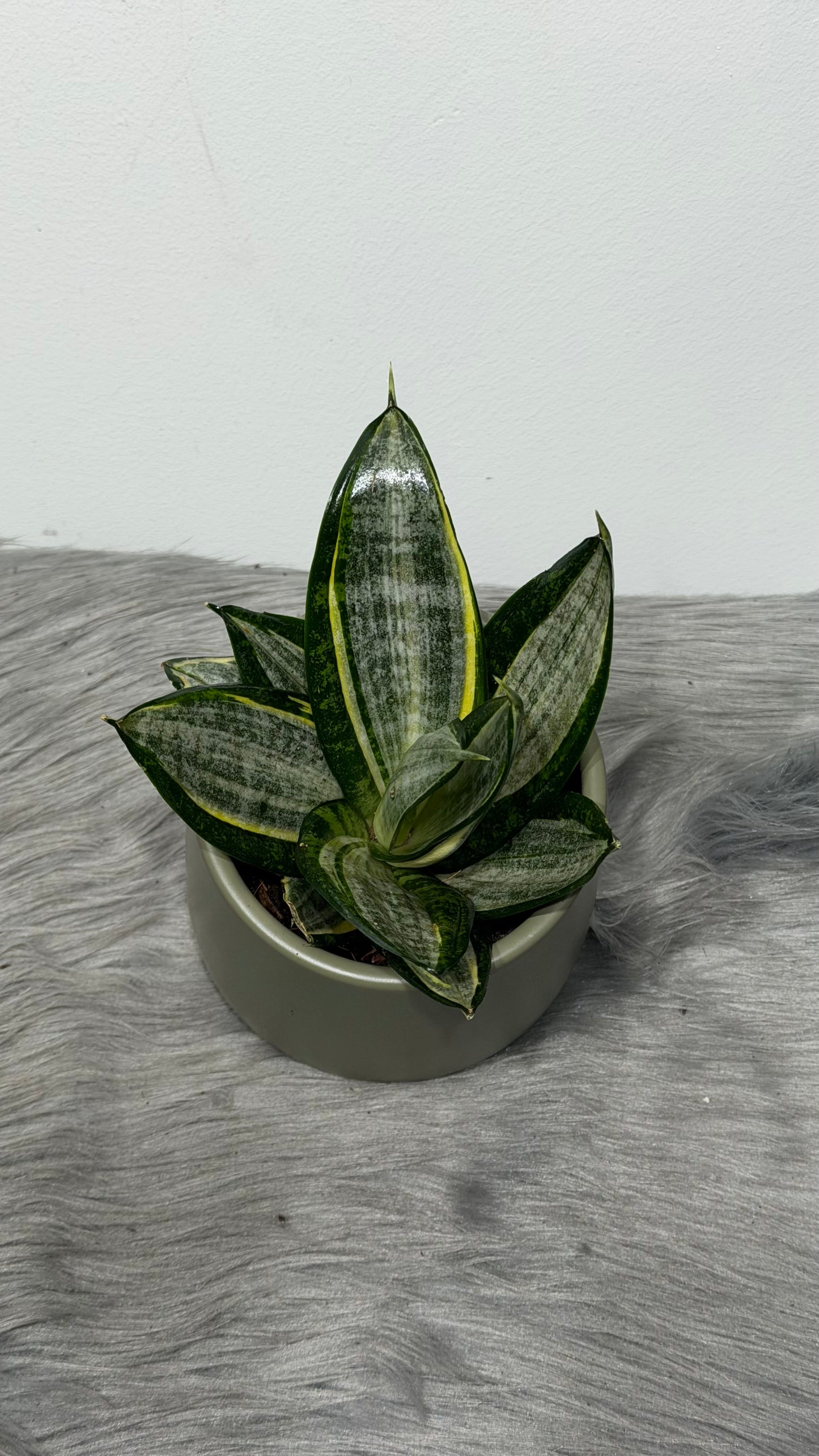 Sansevieria Hahnii Silver Zebra