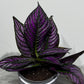 Strobilanthes