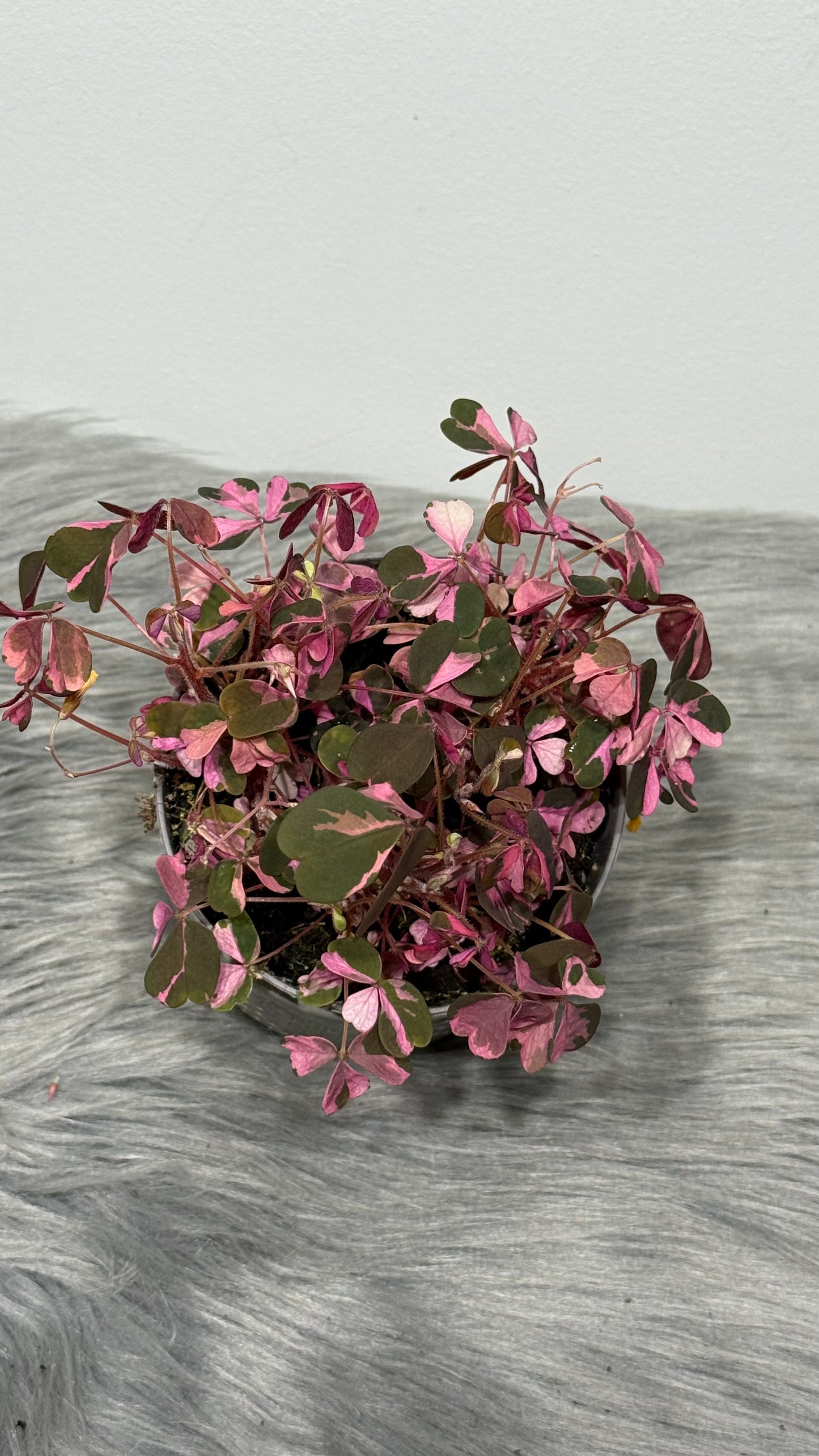 Oxalis Vulcano Pink