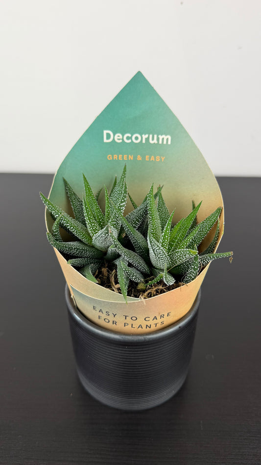 Haworthia fasciata Concolor