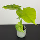 Alocasia Gageana Aurea