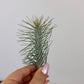 Tillandsia Air plant 4