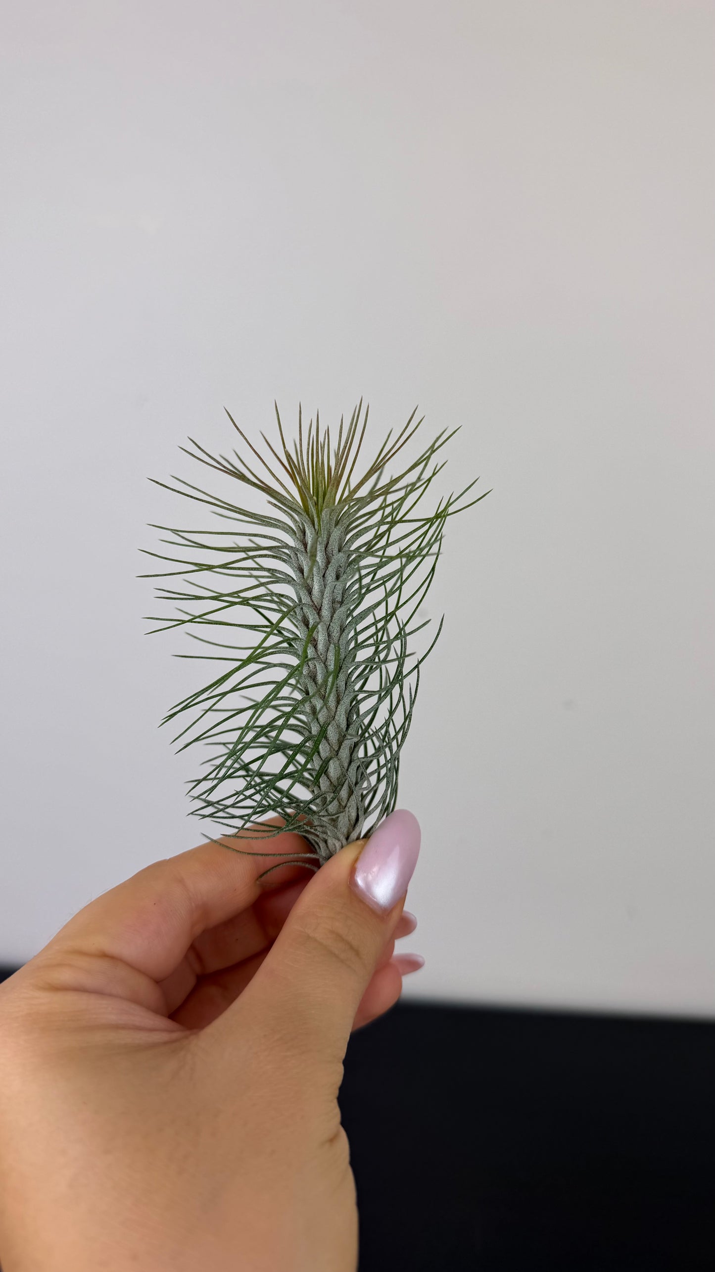 Tillandsia Air plant 4