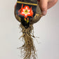 Hippeastrum Shine Dream
