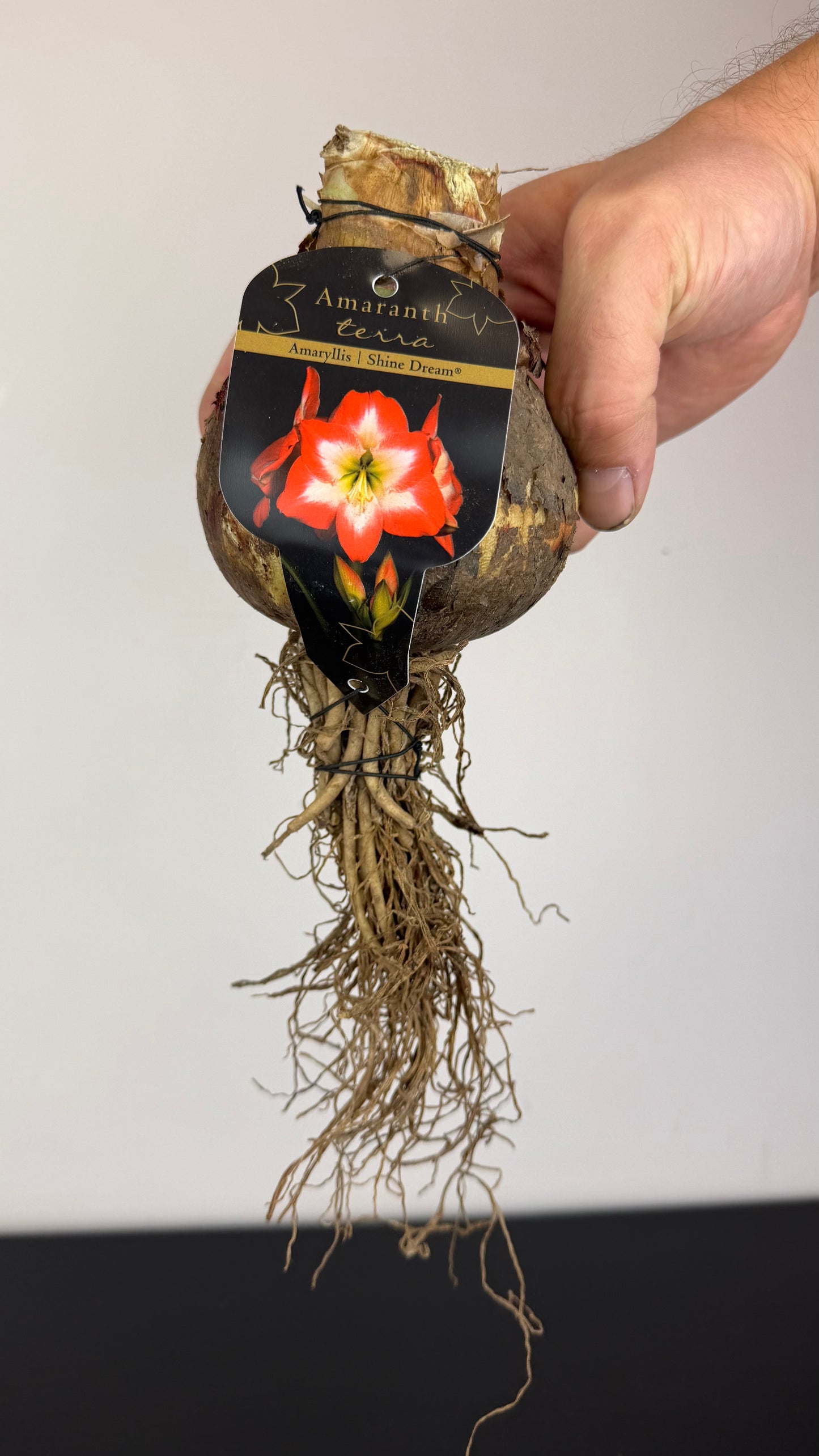Hippeastrum Shine Dream