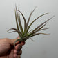 Tillandsia Air plant 2