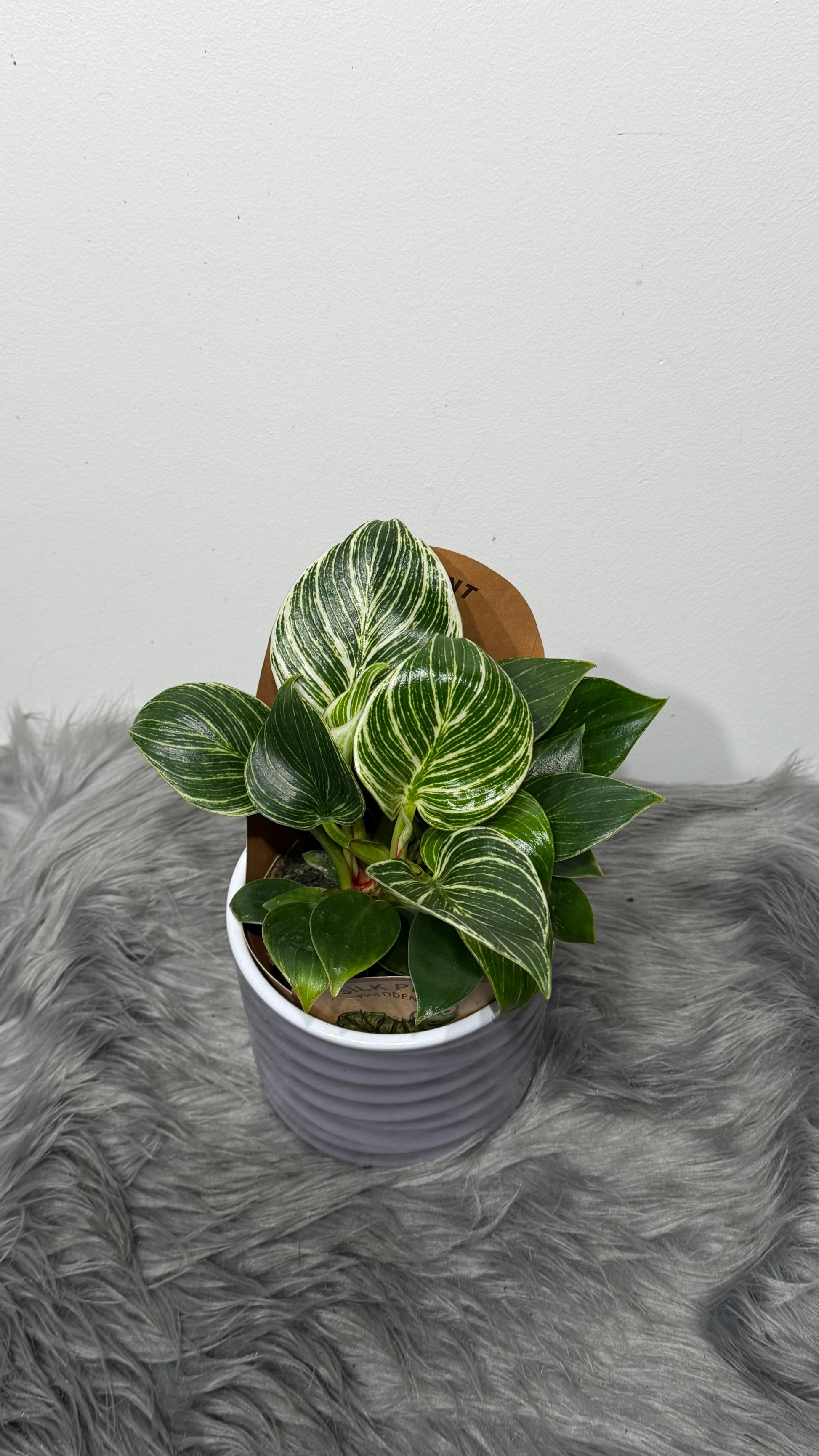 philodendron birkin toxic to humans Philodendron Birkin – www.augi-plants.lv