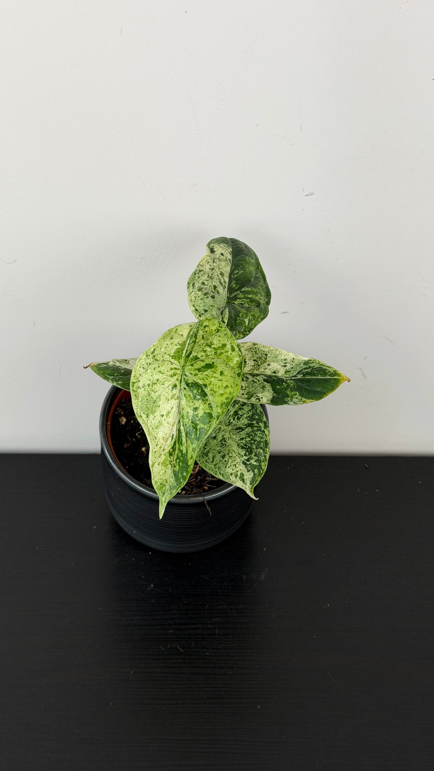 Alocasia Dragon Scale Mint