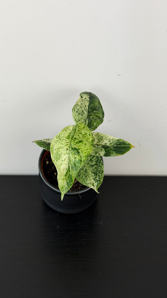 Alocasia Dragon Scale Mint