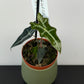 Alocasia sanderiana Nobilis