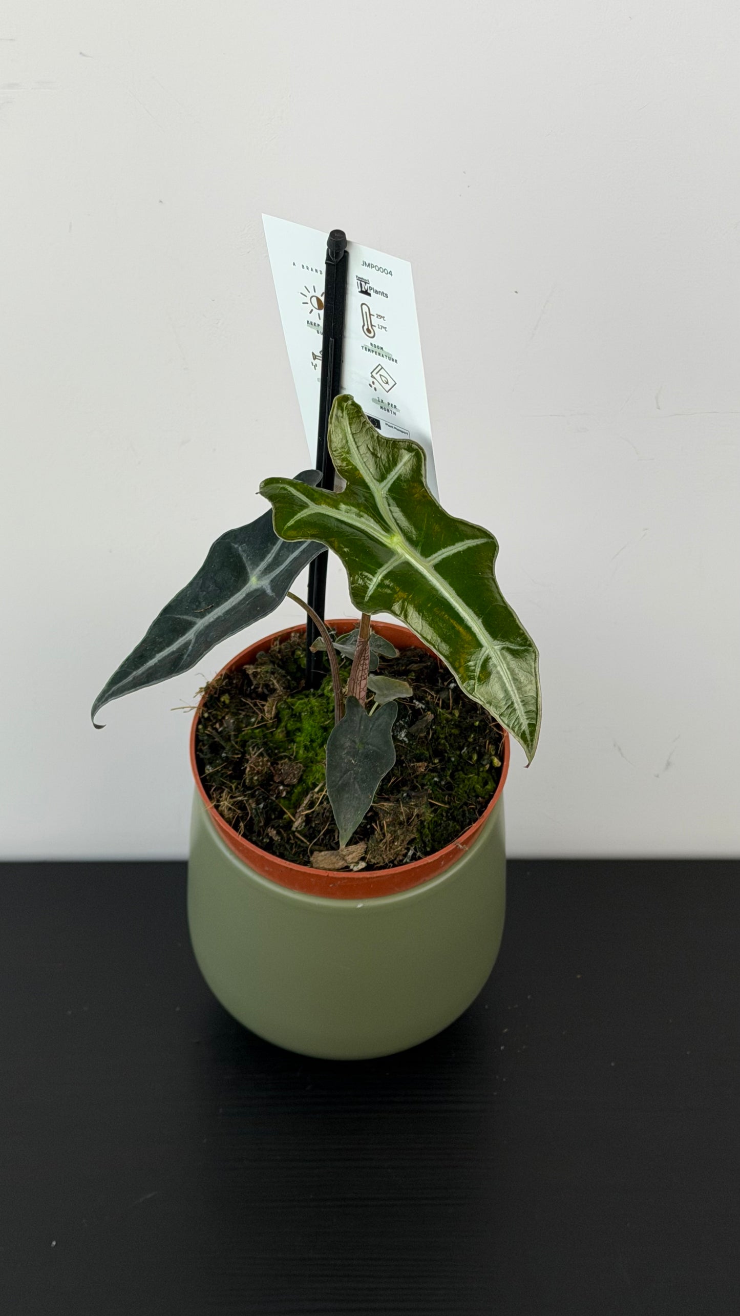 Alocasia sanderiana Nobilis