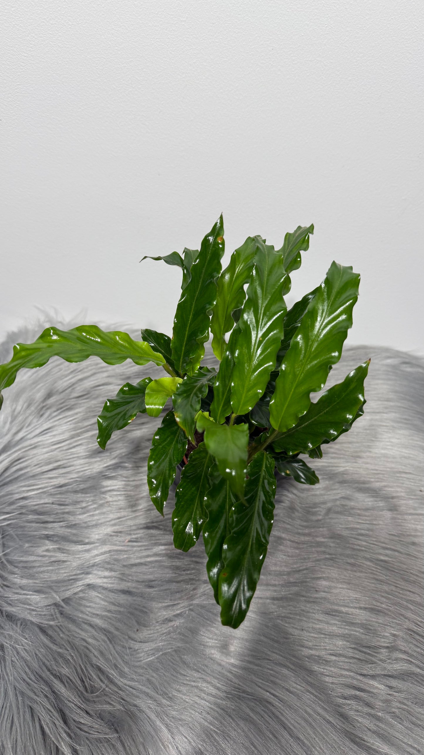 Calathea 4