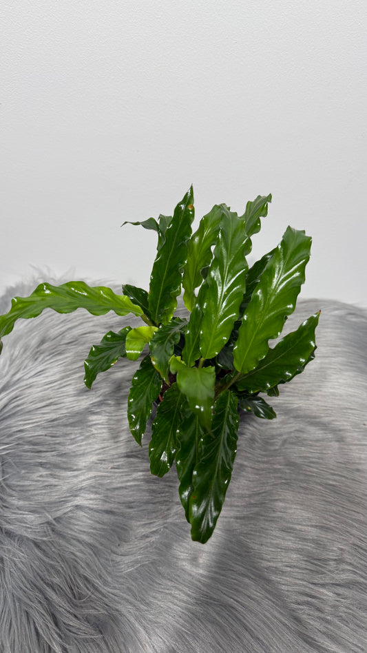 Calathea 4
