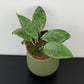 Hoya wibergiae