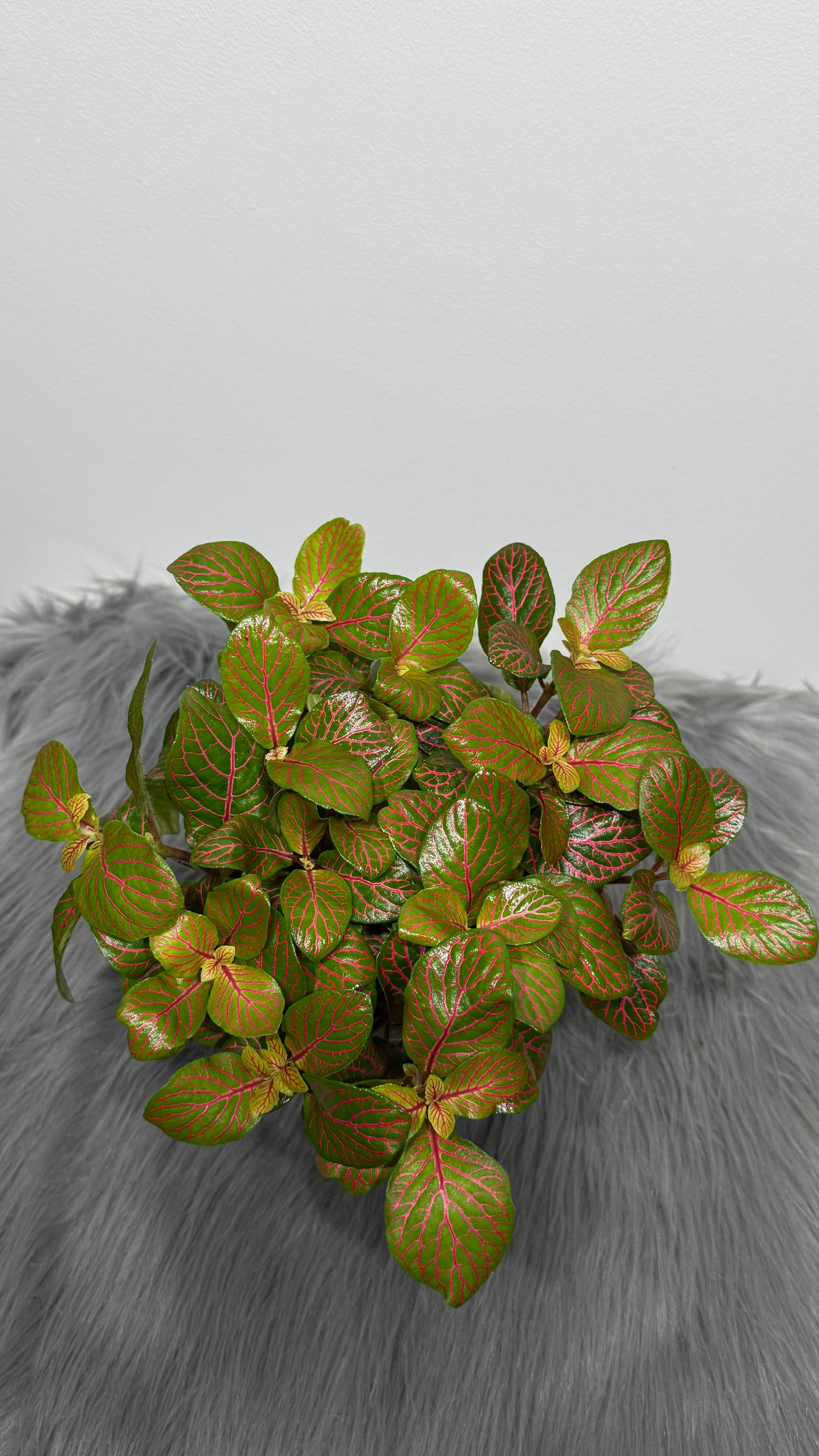 Fittonia 8
