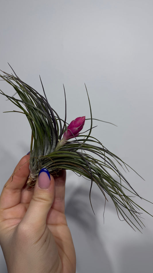 Tillandsia Air plant