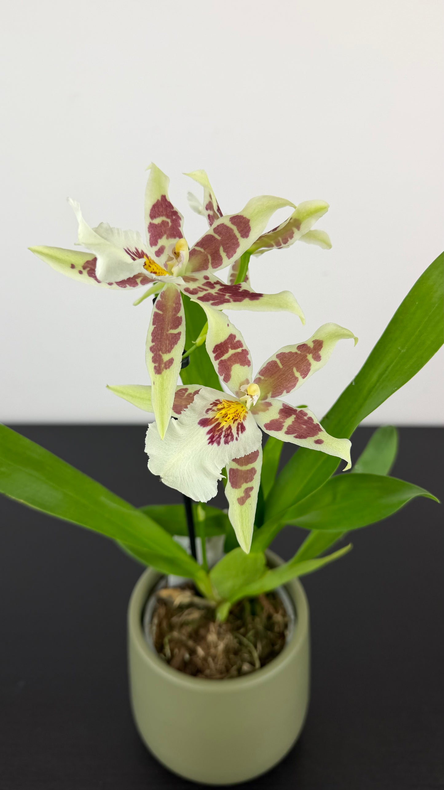 Cambria 5